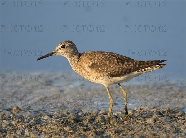 Wood sandpiper