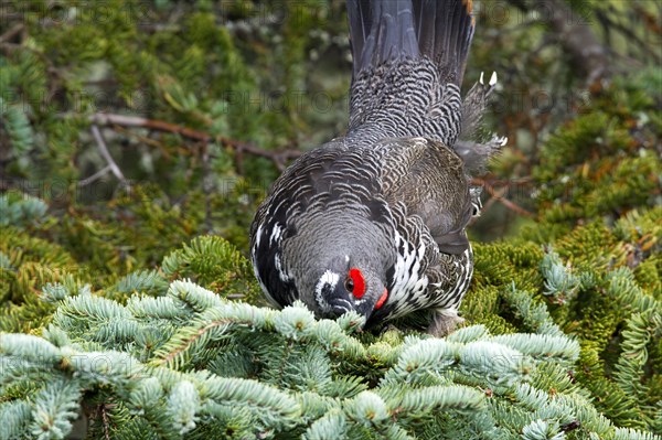 Spruce Grouse