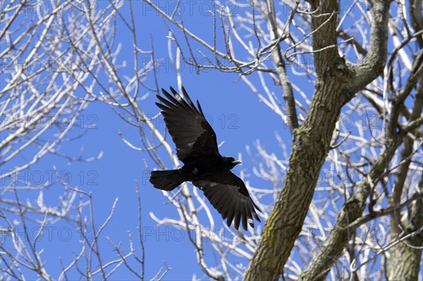 American crow