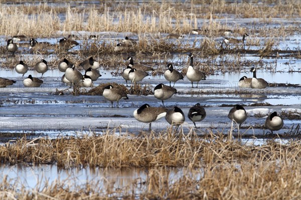 Canada geese