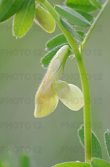 Hairy Yellow Vetch