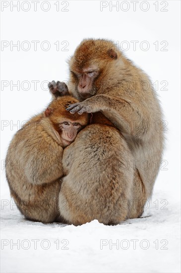 Barbary Monkeys