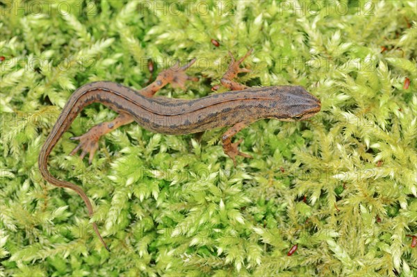 Common newt