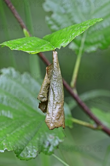 Birch Leaf-roller