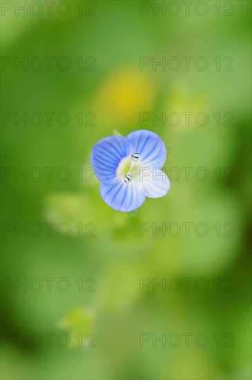 Germander Speedwell