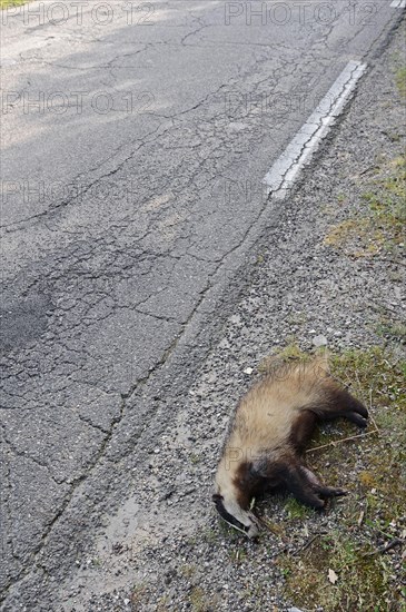 Dead badger
