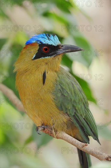 Blue-crowned Motmot