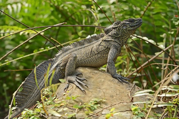 Amboina sail finned lizard