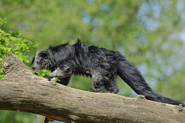 Binturong