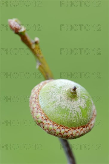 American Red Oak