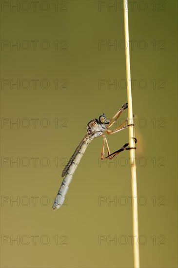 Striped Slender Robberfly