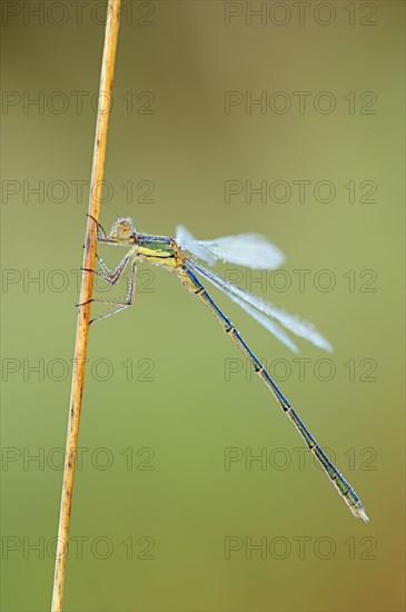 Willow Emerald Damselfly