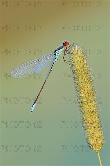 Small Red-eyed Damselfly