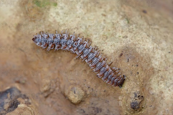 Flat-backed millipede