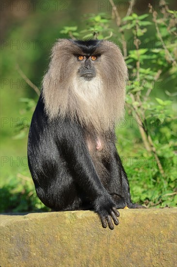 Lion-tailed macaque