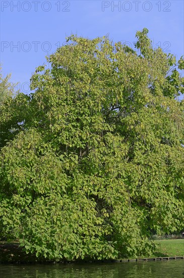 Indian Bean Tree