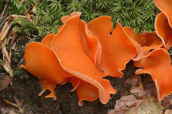 Orange Peel Fungus