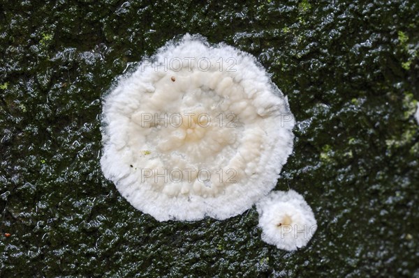 Detaching bark fungus