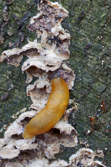 Small hedgehog slug