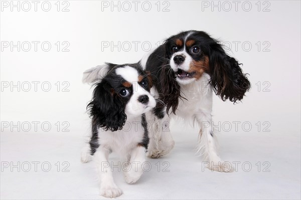 Cavalier King Charles Spaniel