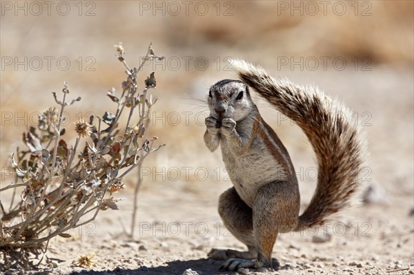 Cape Ground Squirrel