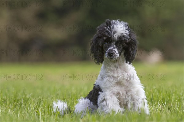 Miniature poodle