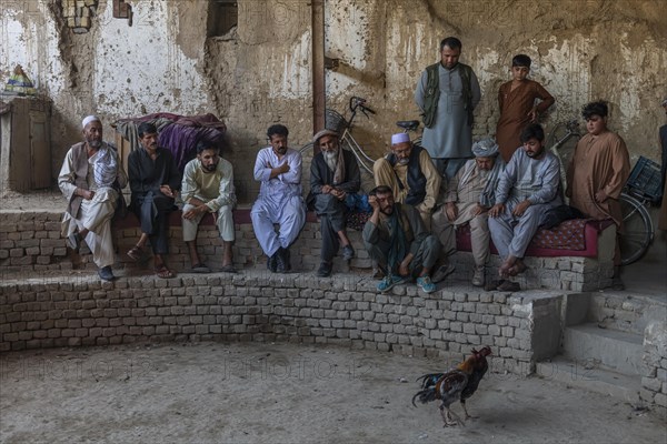 Traditional cockfight in Mazar-E-Sharif