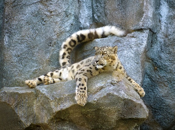 Snow leopard