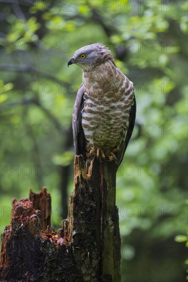 Western Honey Buzzard