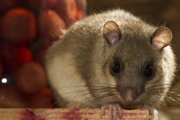 Fat dormouse