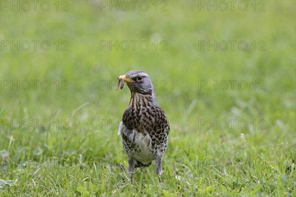 Juniper Thrush