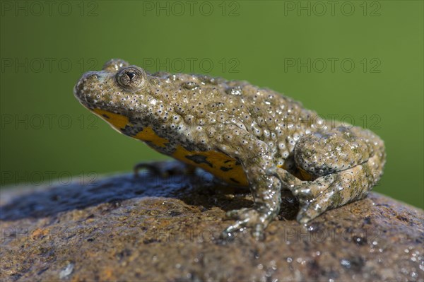 Yellow-bellied toad