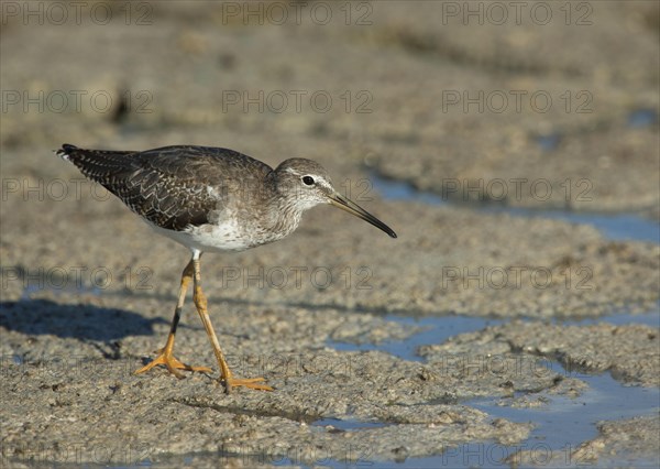 Spotted Redshank