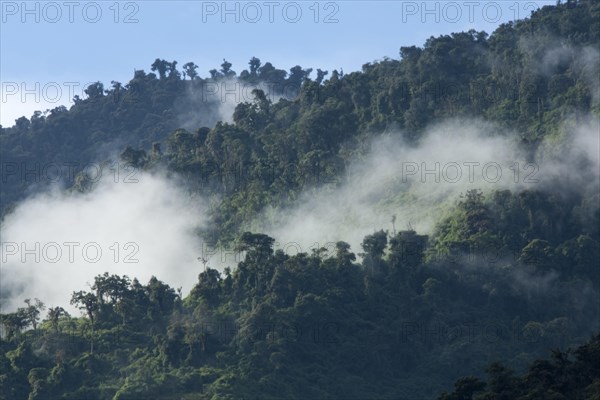 Cloud Forest