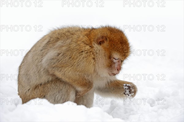 Barbary macaque