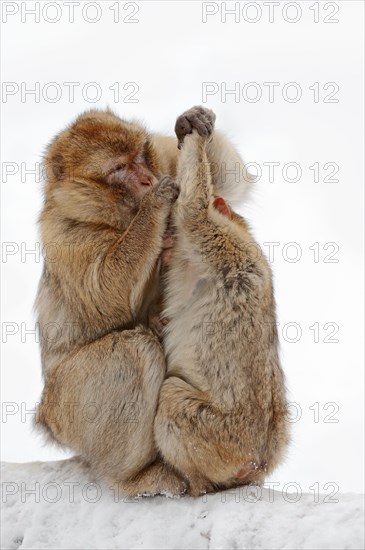 Barbary macaque