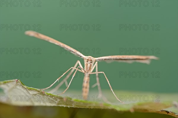 Rose Plume Moth