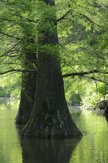 Bald cypress