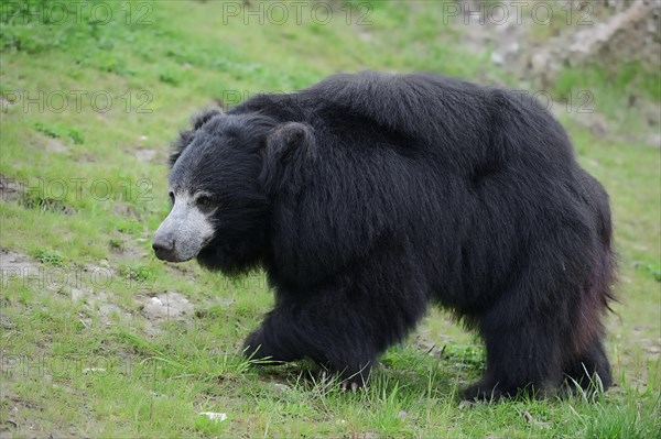 Sloth bear