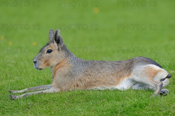 Patagonian mara