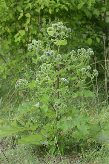 Greater Burdock