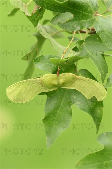 Field Maple