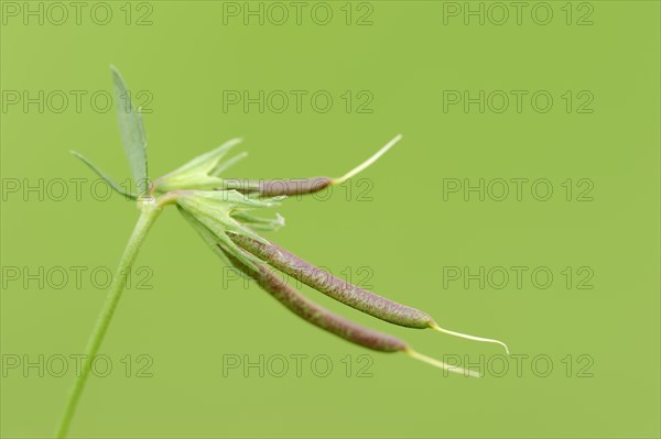 Birdsfoot Trefoil