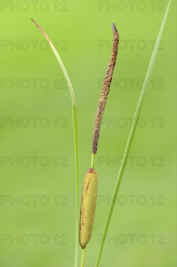 Narrow Leaf Cattail