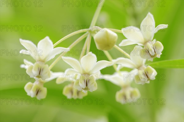 Narrow-Leaf Cotton Bush