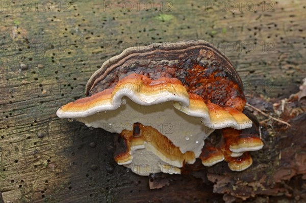 Red Banded Polypore