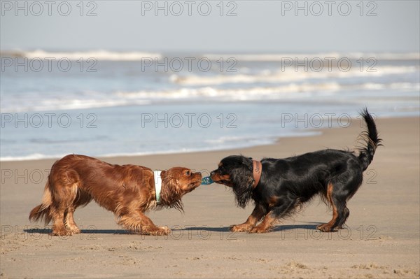 Cavalier King Charles Spaniel