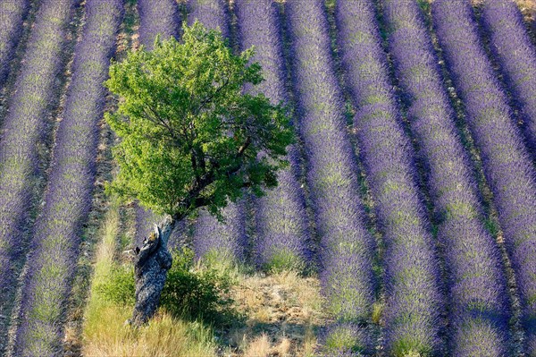 Lavender field