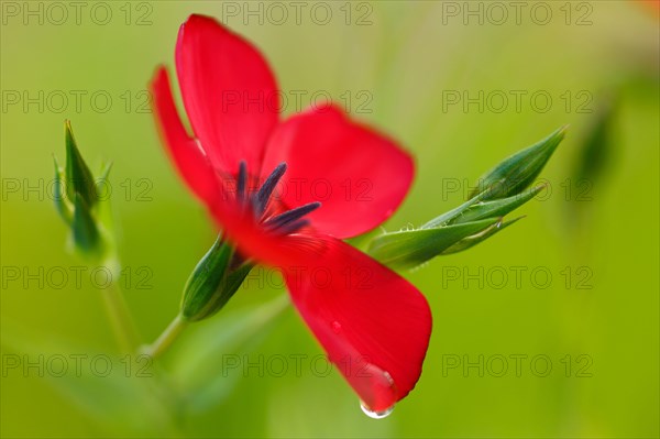 Red-flowered flax