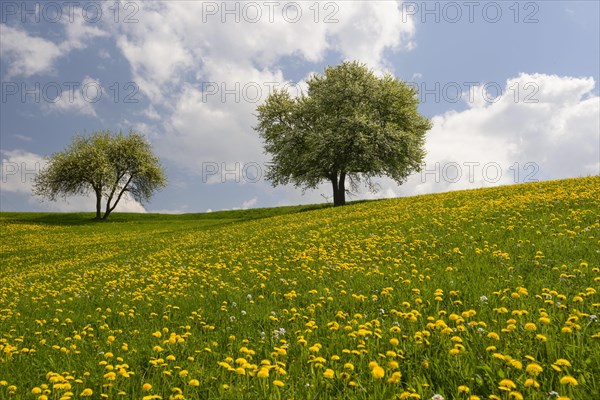 Dandelion